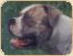 buldog ameryka�ski