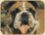 buldog angielski