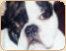 buldog francuski