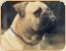 bullmastiff