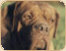 dogue de bordeaux