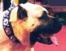 dogo canario