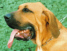 fila brasileiro