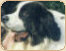 landseer