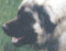 leonberger