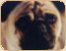 mops