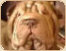 shar-pei