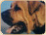 Tosa inu
